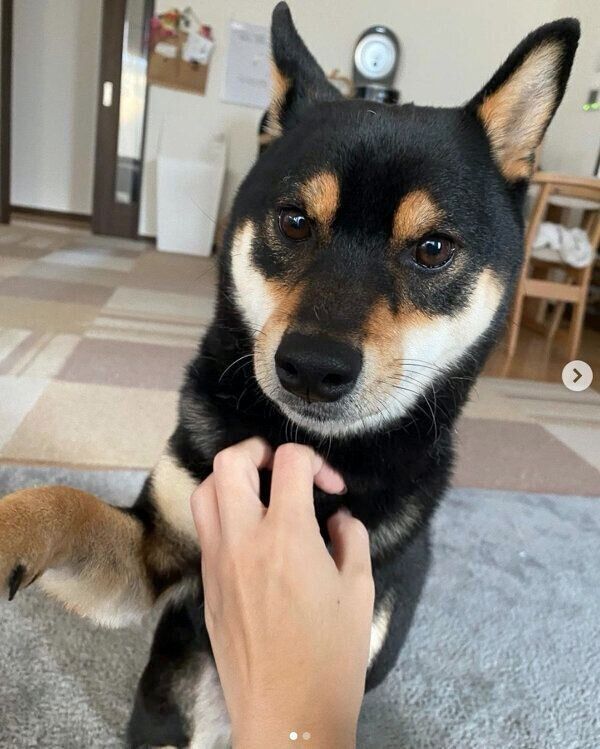 マッサージしてもらって嬉しそうな小次狼くん