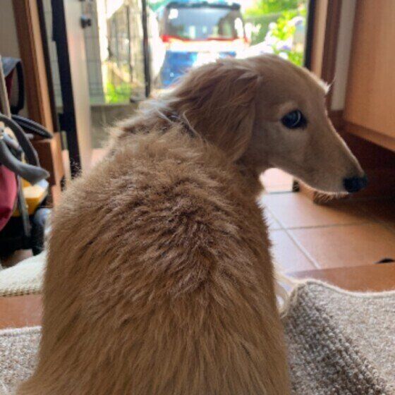 ミニチュア・ダックスフンドのみにちゃん