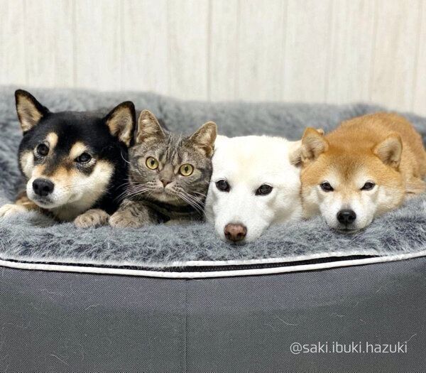 まったりするいぶきちゃん、さきちゃん、はづきくん、キキくん