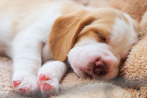 眠る子犬