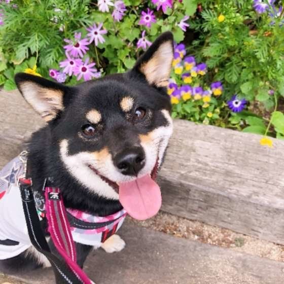 専門家監修 柴犬のシャンプーの頻度や方法 注意点 おすすめ製品も いぬのきもちweb Magazine