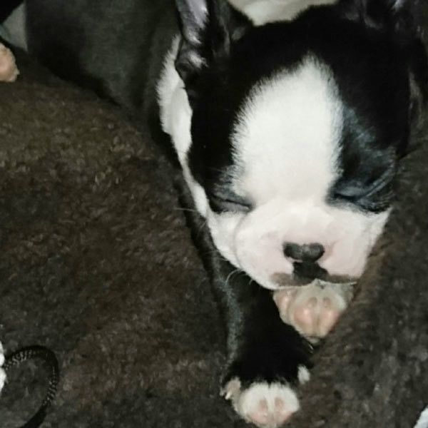 眠るボストン・テリア