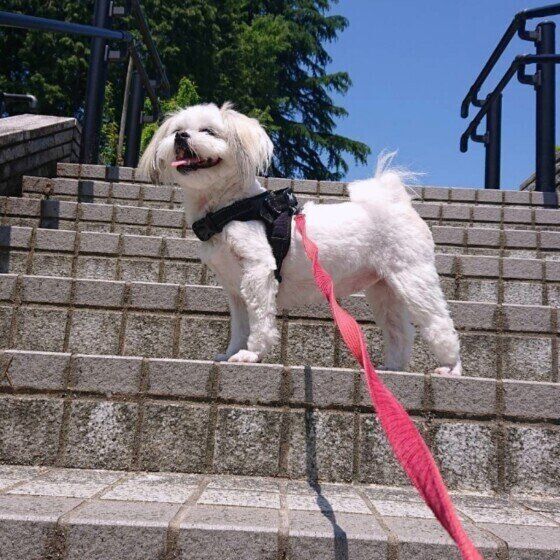 小型犬のバムちゃん