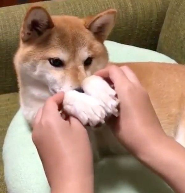 されるがままの柴犬
