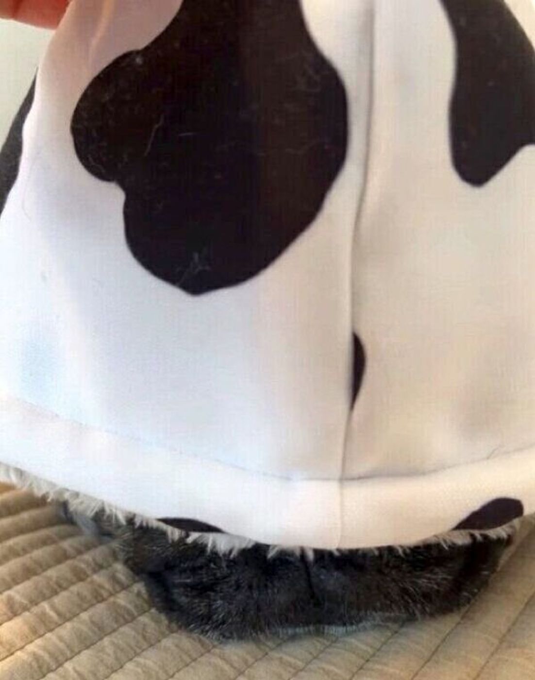 シルエットだけでかわいい お昼寝を邪魔されない 最高のアイテム を手に入れた犬 いぬのきもちweb Magazine シルエットだけでかわいい お昼寝を邪魔されない 最高のアイテム を手に入れた犬 いぬのきもちweb Magazine