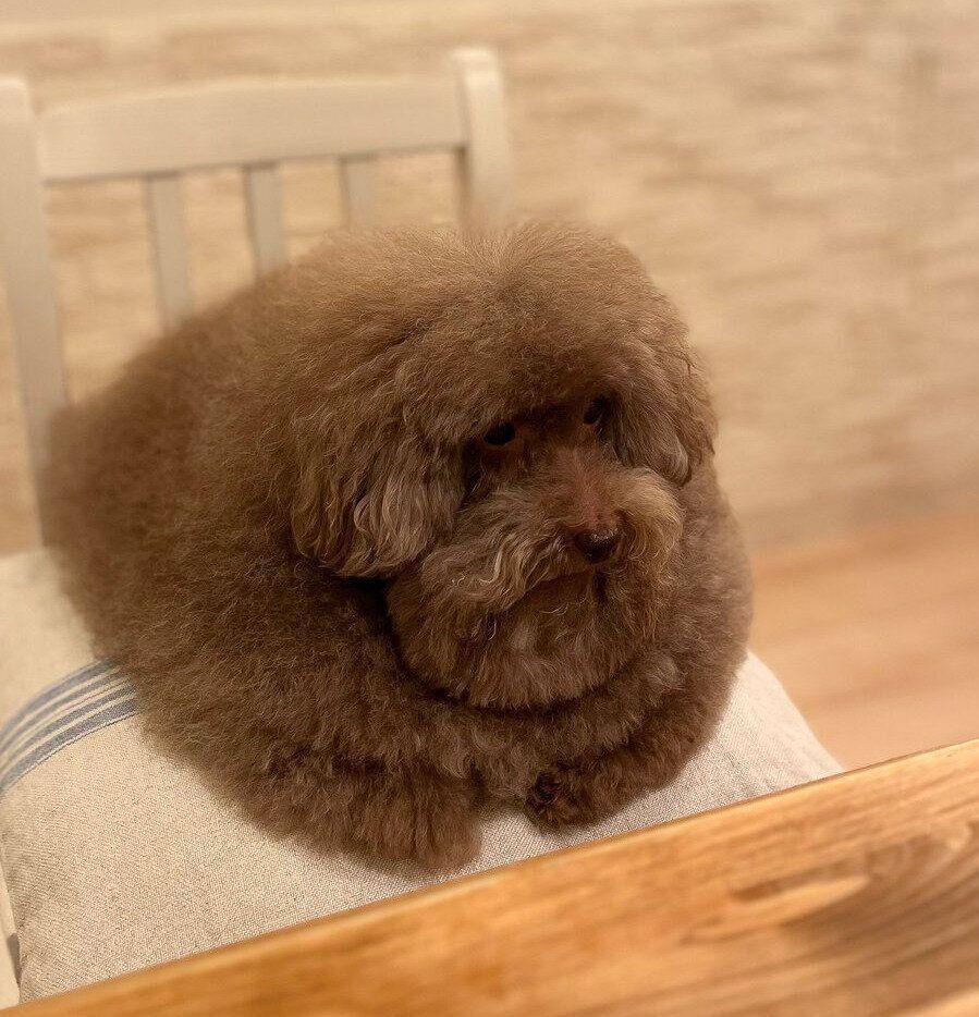 椅子の上に座るちろるちゃん