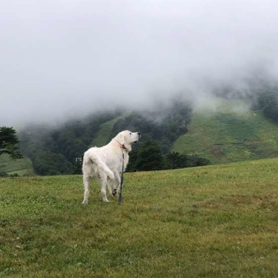 ゴールデン・レトリーバーの剛志くん
