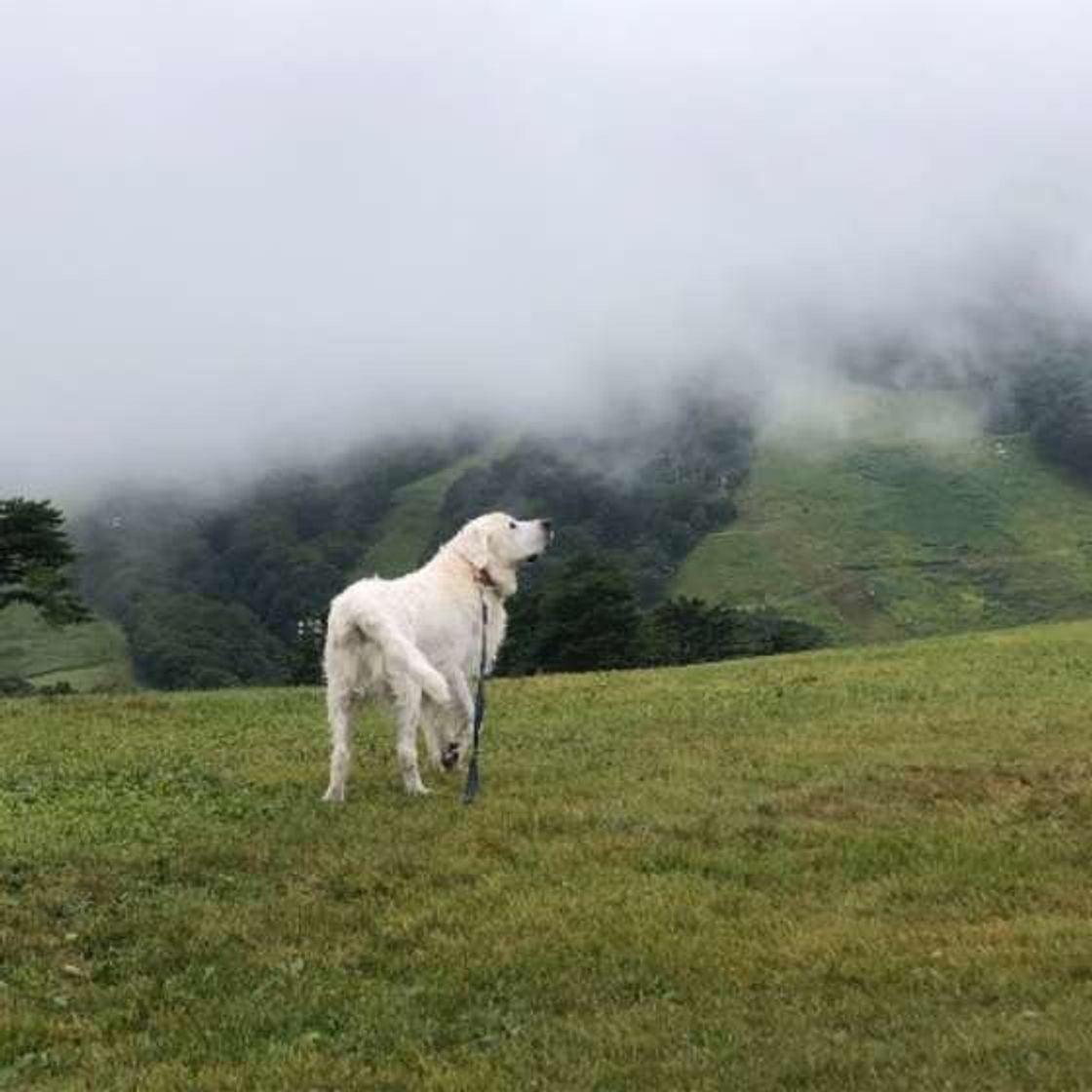 犬のマウンティング メスでも去勢済みでもすることがあるって本当 いぬのきもちweb Magazine 犬のマウンティング メスでも去勢済みでもすることがあるって本当 いぬのきもちweb Magazine