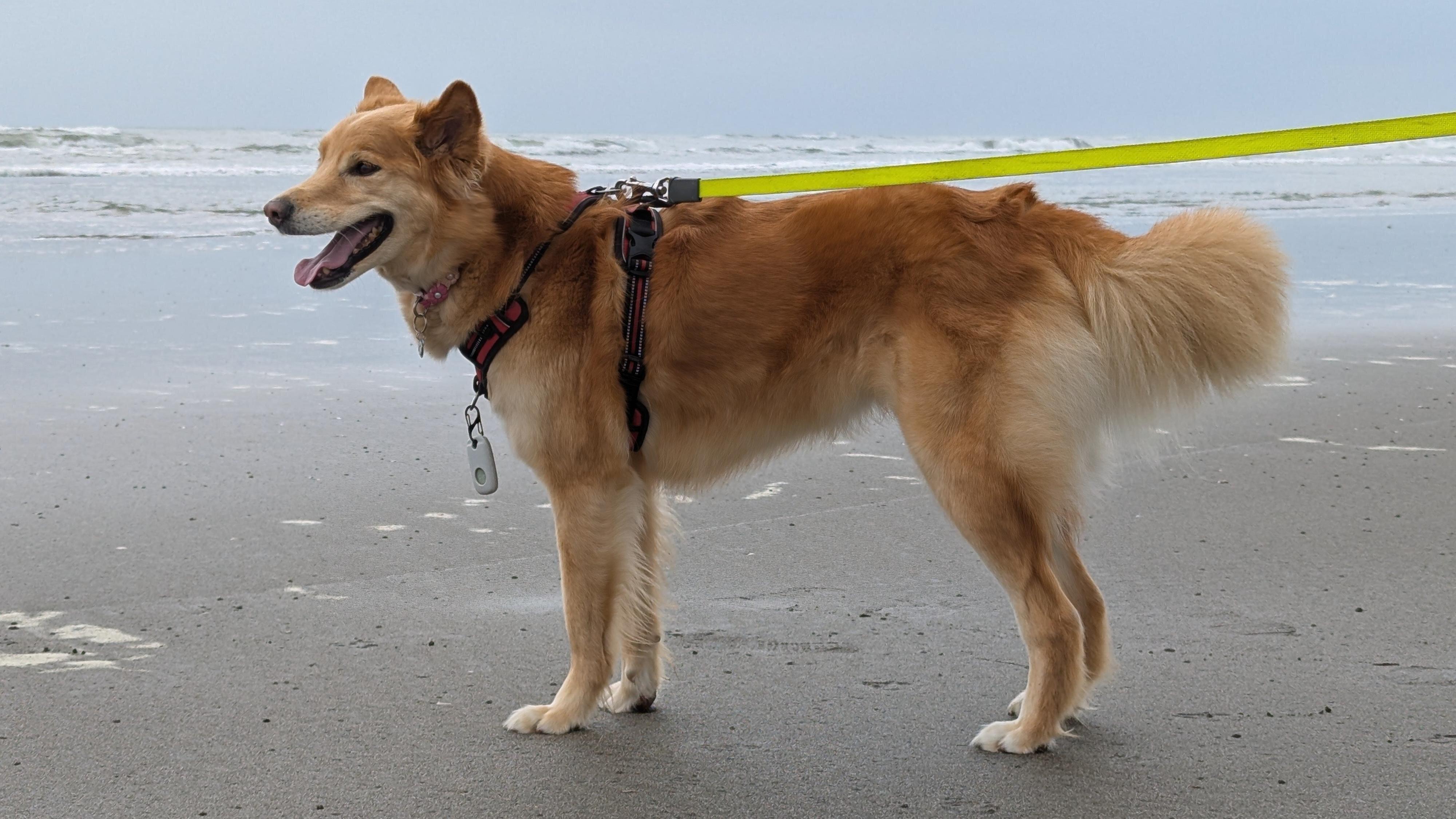 海までお出かけをしたひなちゃん　うれしそう