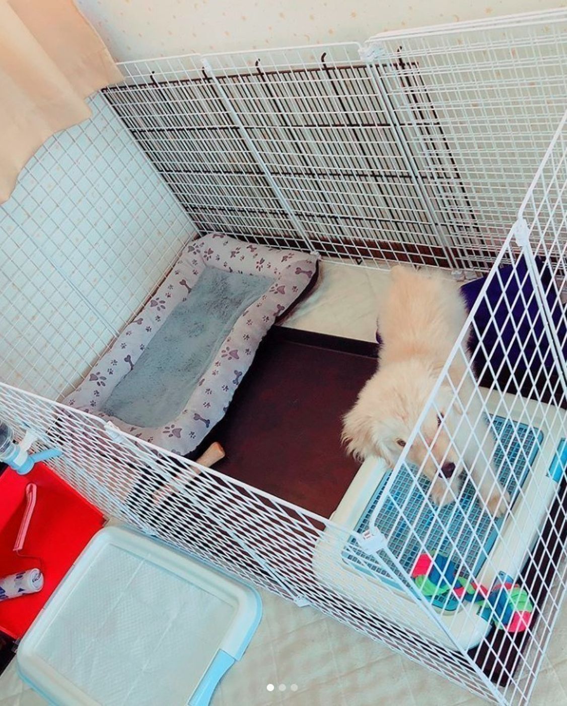 100均 300均で購入できる 便利な犬のスゴ技グッズ大集合 いぬのきもちweb Magazine 100均 300均で購入できる 便利な犬のスゴ技グッズ大集合 いぬのきもちweb Magazine