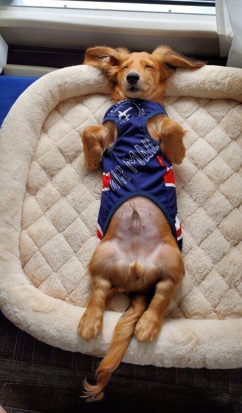 ミニチュア・ダックスフント生後4カ月半