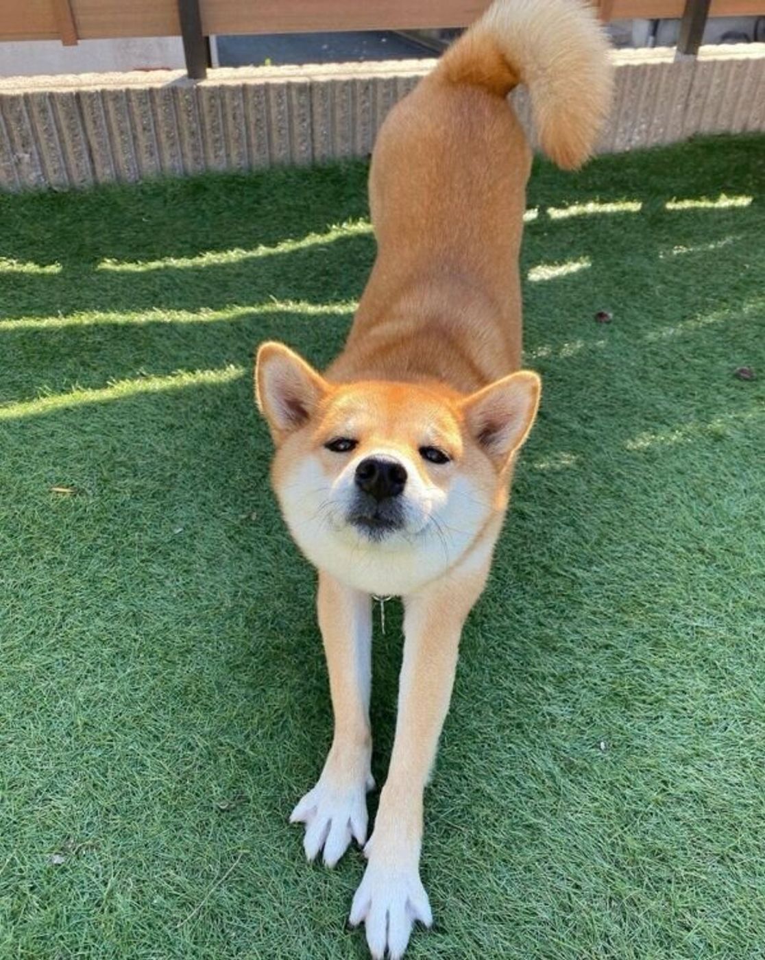 遊んで かまって スマホをいじる飼い主に可愛く抗議してくる柴犬に胸キュン いぬのきもちweb Magazine 遊んで かまって スマホをいじる飼い主に可愛く抗議してくる柴犬に胸キュン いぬのきもちweb Magazine