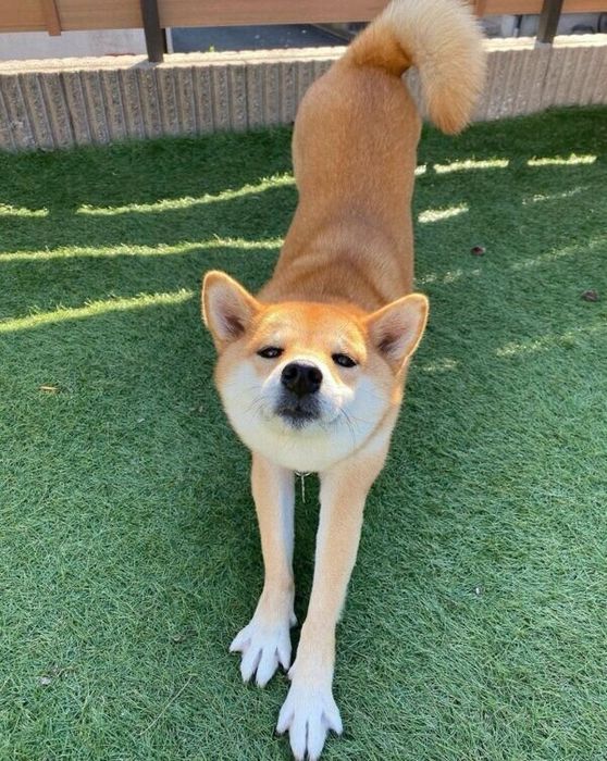 伸びをする五十鈴ちゃん