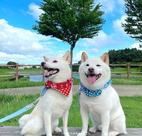 お出かけを楽しむ琴ちゃんとりきまるくん