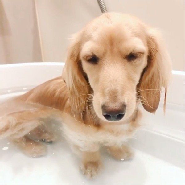 お風呂でウトウトするアムちゃん