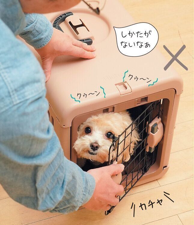 声をかけられる犬