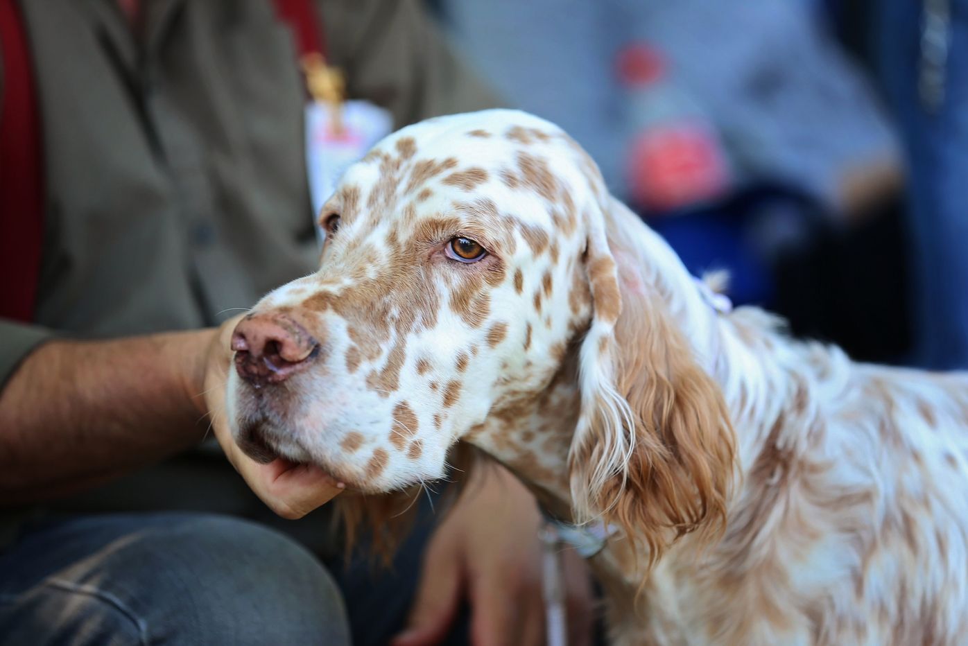 イングリッシュ セターの特徴と性格 飼い方 価格相場など 犬図鑑 いぬのきもちweb Magazine イングリッシュ セターの特徴と性格 飼い方 価格相場など 犬図鑑 いぬのきもちweb Magazine