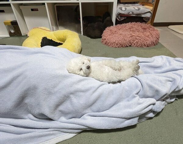 飼い主さんの足の上で眠るクルミちゃん