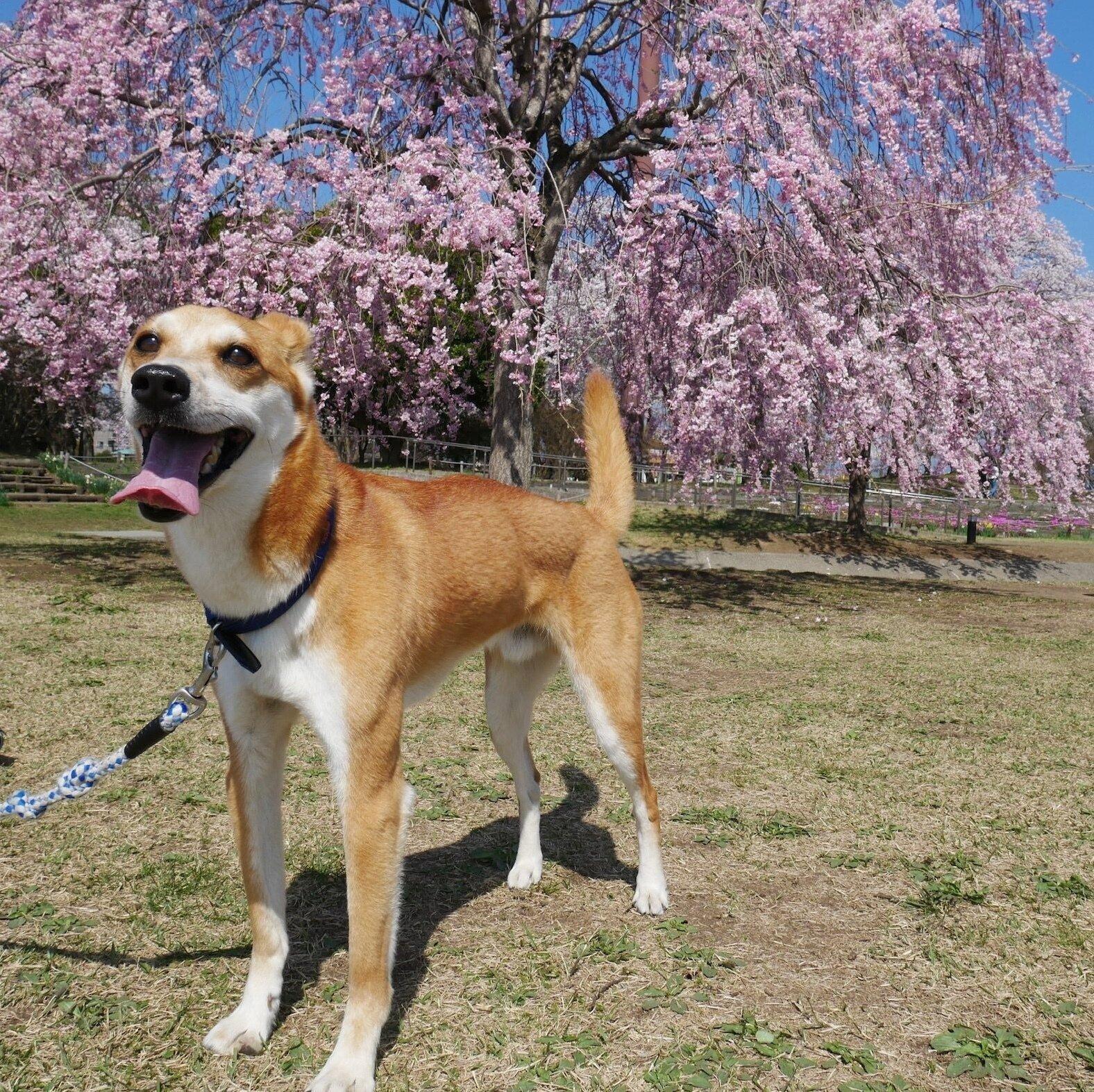 4才のころに撮影したルークくん