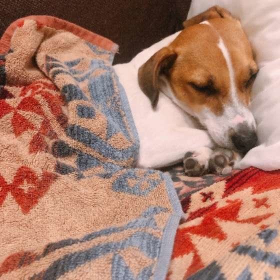 ジャック ラッセル テリアのの特徴 性格 最新価格と飼い方 いぬのきもち 犬図鑑 いぬのきもちweb Magazine