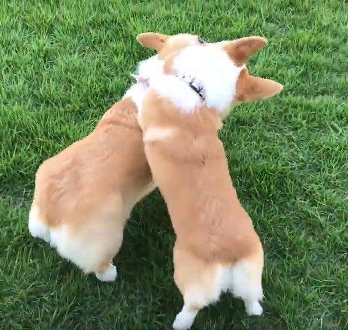 じゃれ合う2匹のコーギー