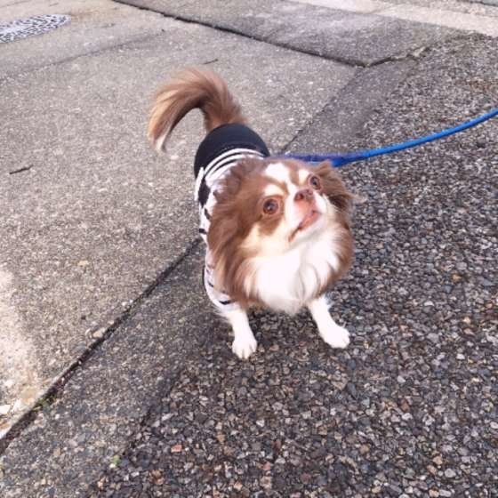 お散歩するチワワ