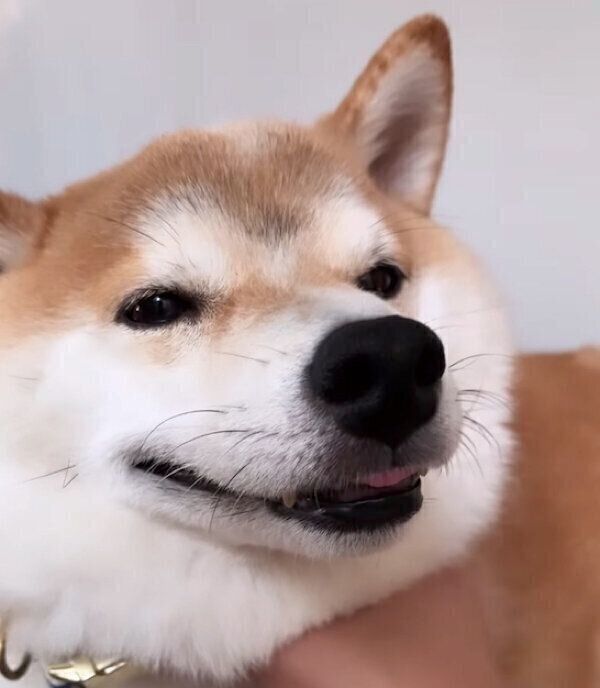 ナデナデしてもらうこてつくん