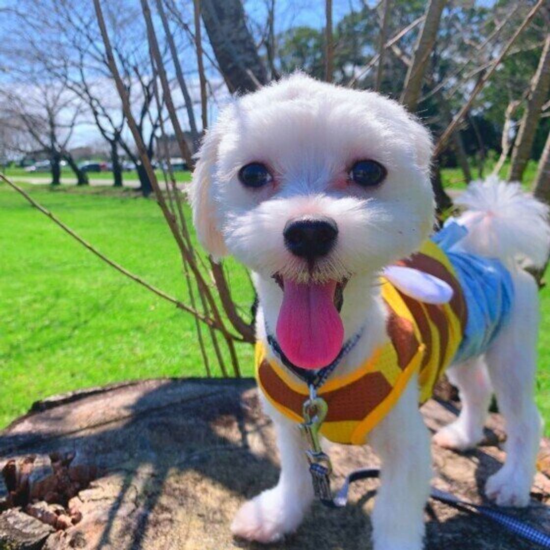 勘違い している場合も 犬が 遠吠え する5つの理由 いぬのきもちweb Magazine 勘違い している場合も 犬が 遠吠え する5つの理由 いぬのきもちweb Magazine
