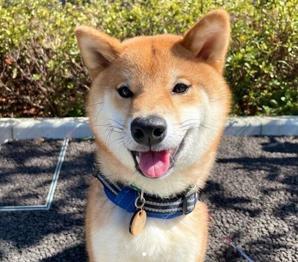 たくさんお散歩をしてご機嫌な虎太郎くん