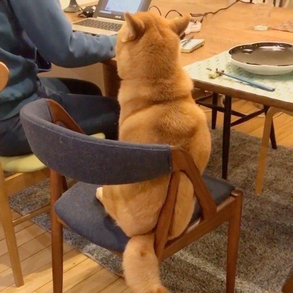 テレワークをする飼い主さんを見守るエマちゃん