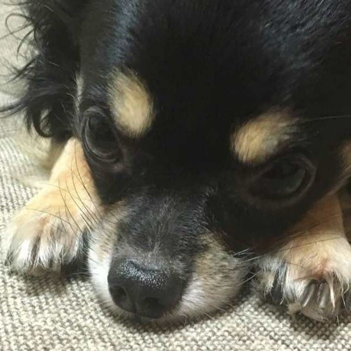 犬の爪切りの頻度とコツ 動画解説と最新便利グッズも いぬのきもちweb Magazine 犬の爪切りの頻度とコツ 動画解説と最新便利グッズも いぬのきもちweb Magazine