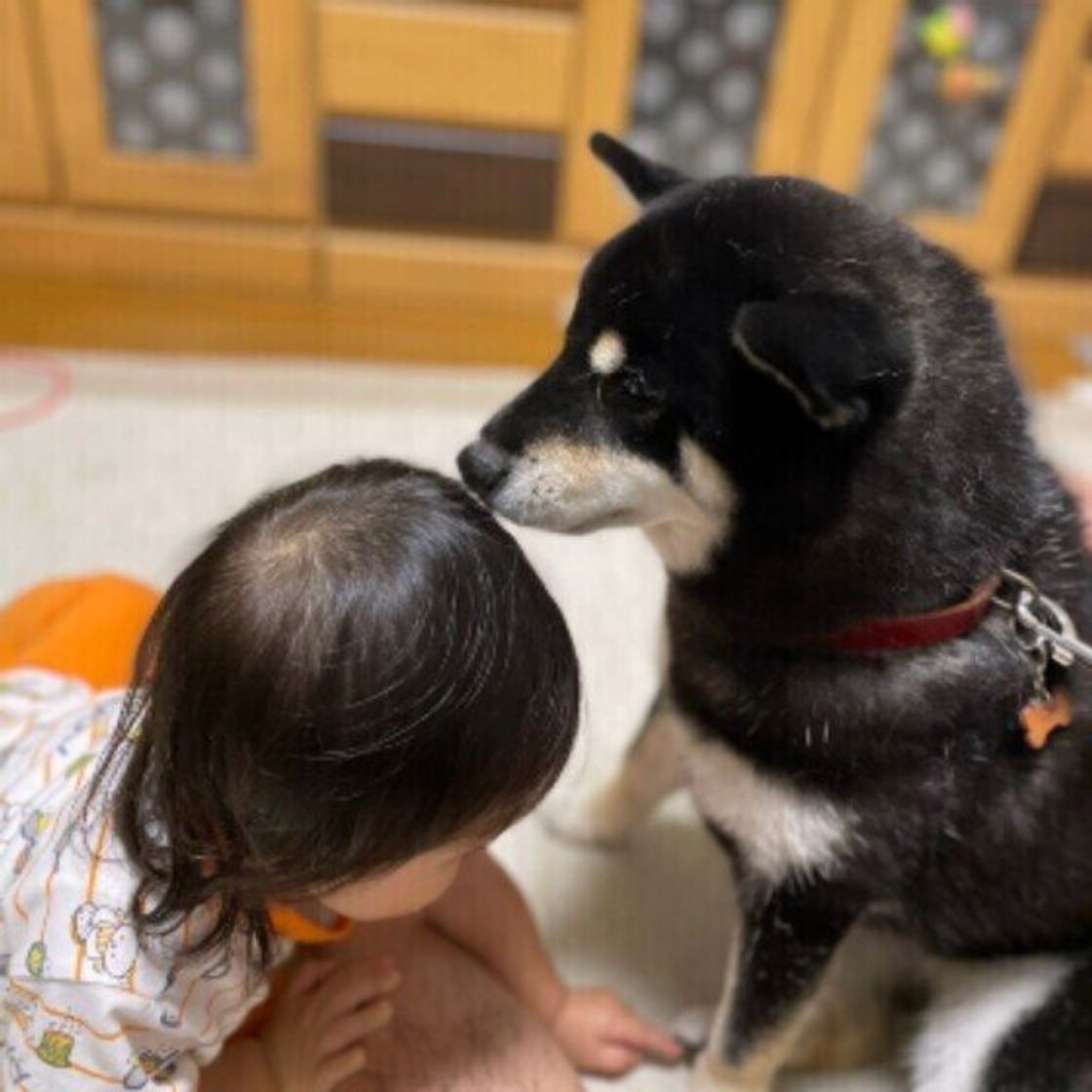 どうしてお尻をクンクンするの 犬がニオイを嗅ぐ理由とは いぬのきもちweb Magazine どうしてお尻をクンクンするの 犬がニオイを嗅ぐ理由とは いぬのきもちweb Magazine