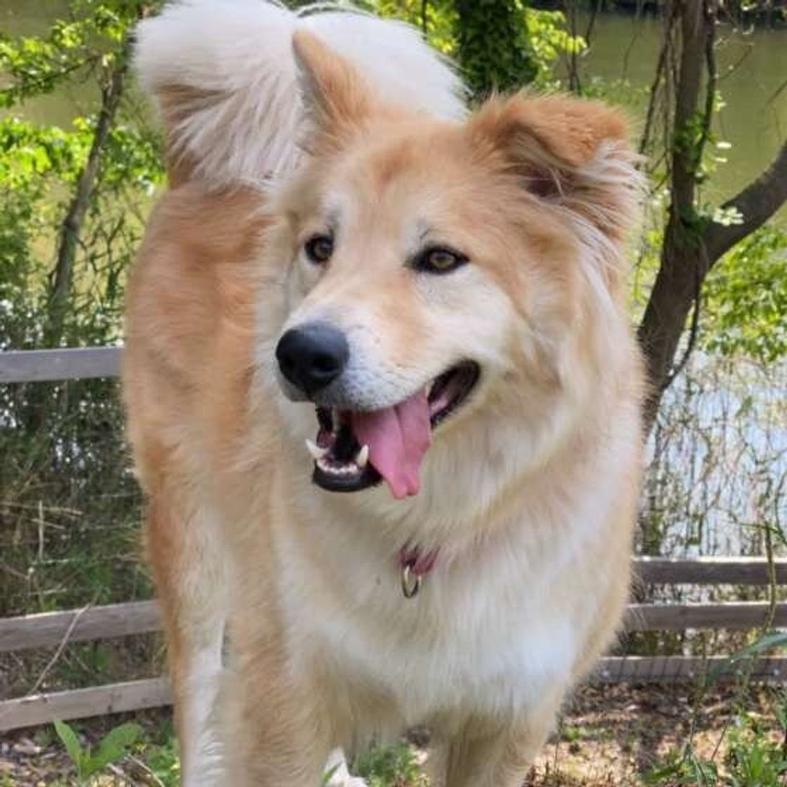 人には言えない 愛犬に対して 親バカ になる飼い主の実態がすごい いぬのきもちweb Magazine 人には言えない 愛犬に対して 親バカ になる飼い主の実態がすごい いぬのきもちweb Magazine
