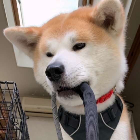 リードをくわえる秋田犬