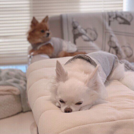 犬と過ごす空間で暖房器具を使用する際の注意点 いぬのきもち