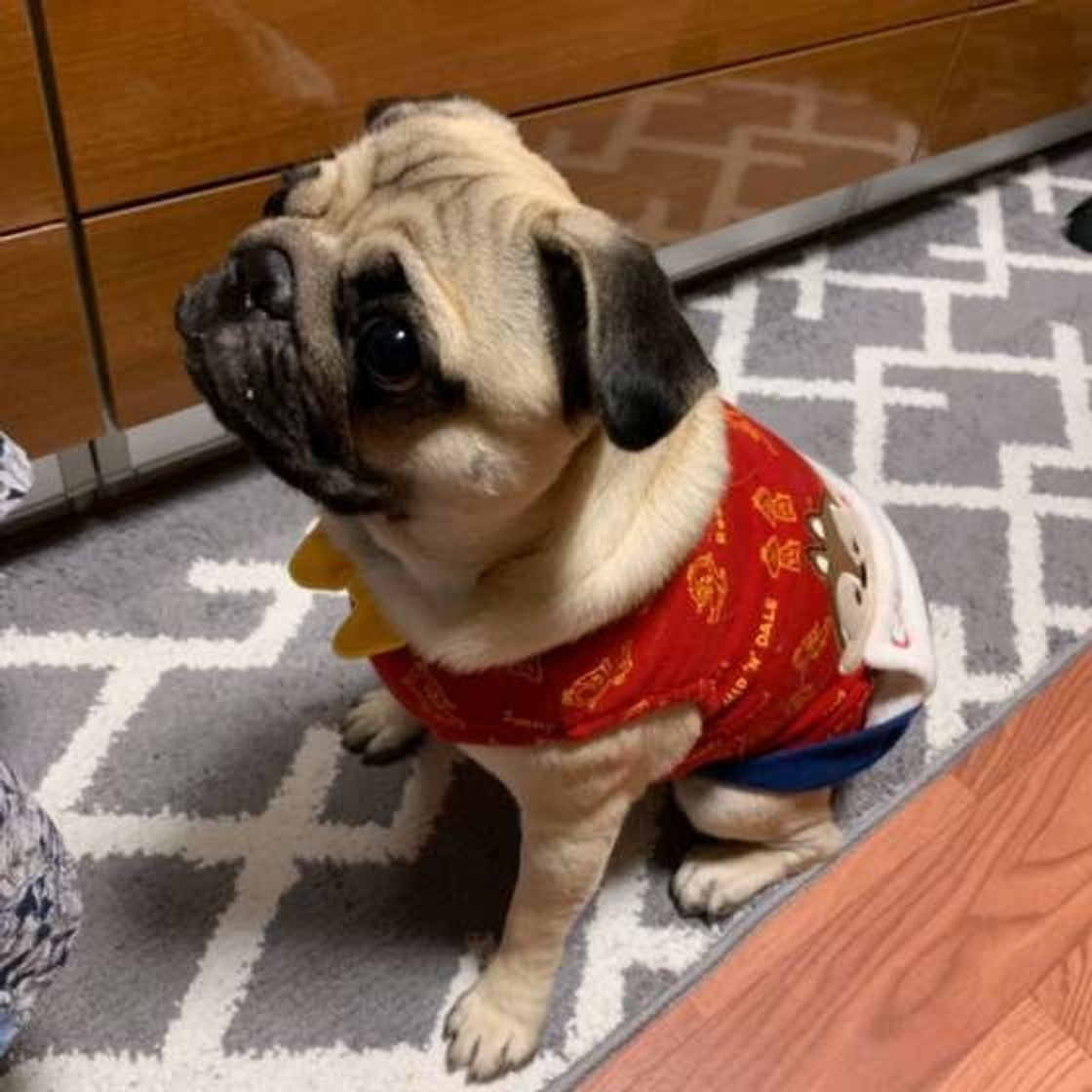 タオル タバコ ホコリや人の髪まで 犬の誤食 どうしたらいい いぬのきもちweb Magazine タオル タバコ ホコリや人の髪まで 犬の誤食 どうしたらいい いぬのきもちweb Magazine