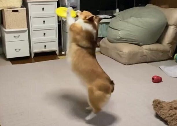 フリスビーをキャッチするせこむちゃん