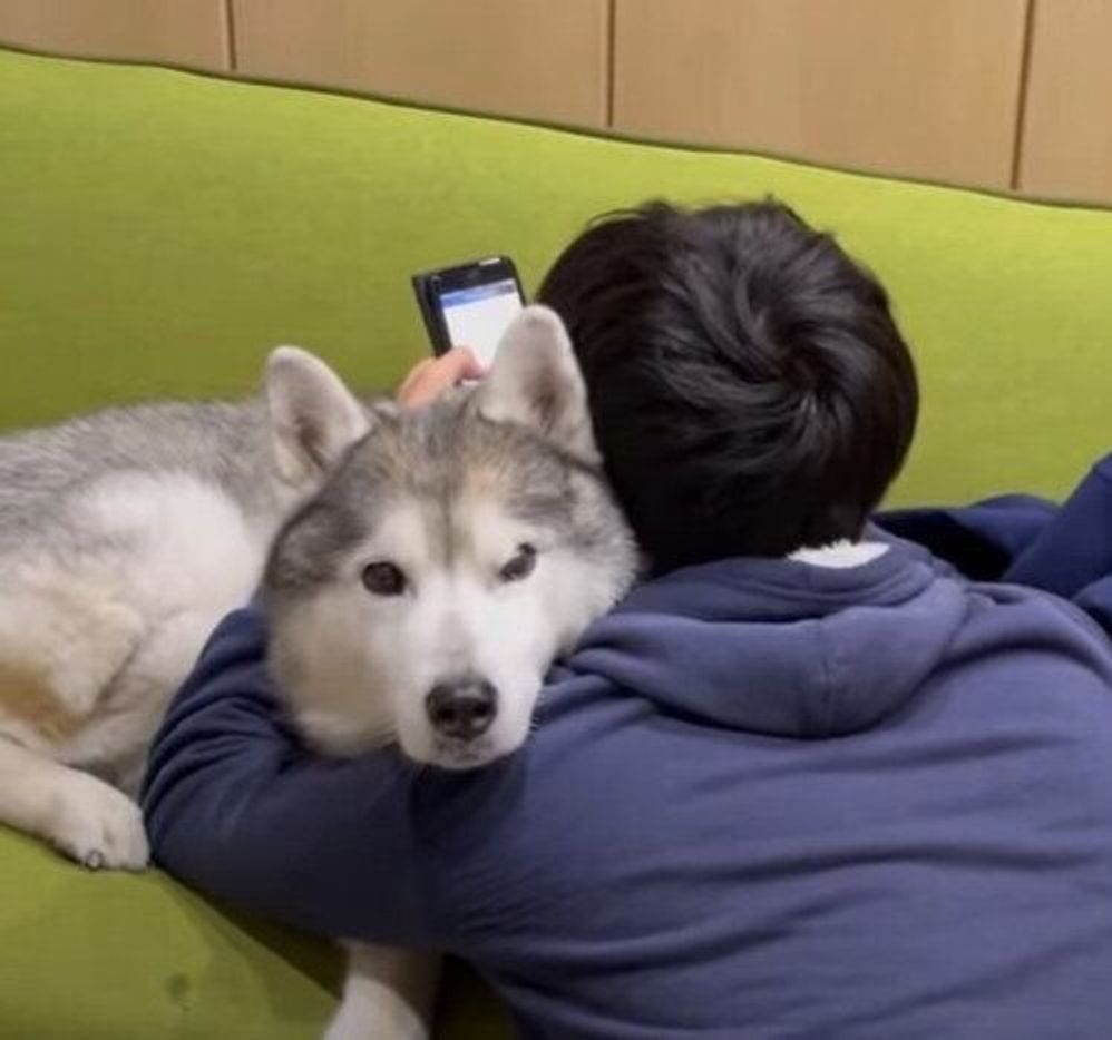 お兄ちゃん 本気を見せてよ 全力で甘えるシベリアン ハスキー いぬのきもちweb Magazine お兄ちゃん 本気を見せてよ 全力で甘えるシベリアン ハスキー いぬのきもちweb Magazine