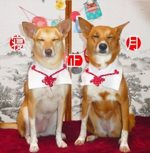 MIXのてぃんちゃんとかーらちゃんのお正月写真