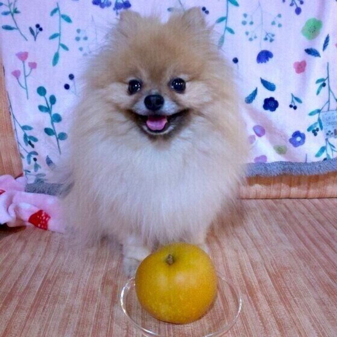 秋の味覚を犬に与えてもいい 梨 ぶどう いちじく さんま いぬのきもちweb Magazine 秋の味覚を犬に与えてもいい 梨 ぶどう いちじく さんま いぬのきもちweb Magazine