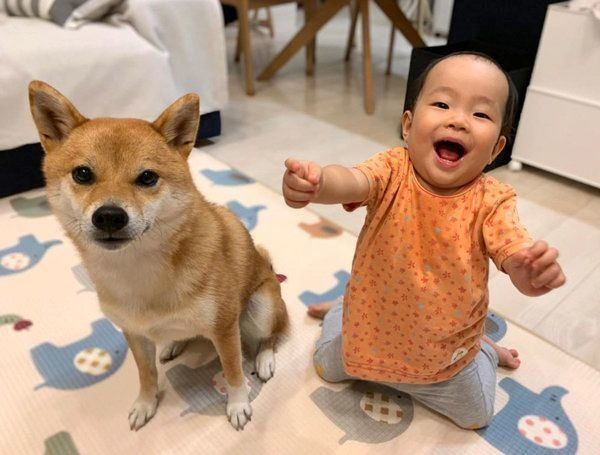 仲良く並ぶ柴犬と女の子
