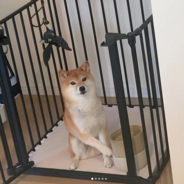 前足を「ちょいちょい」動かしておねだりするレノくん