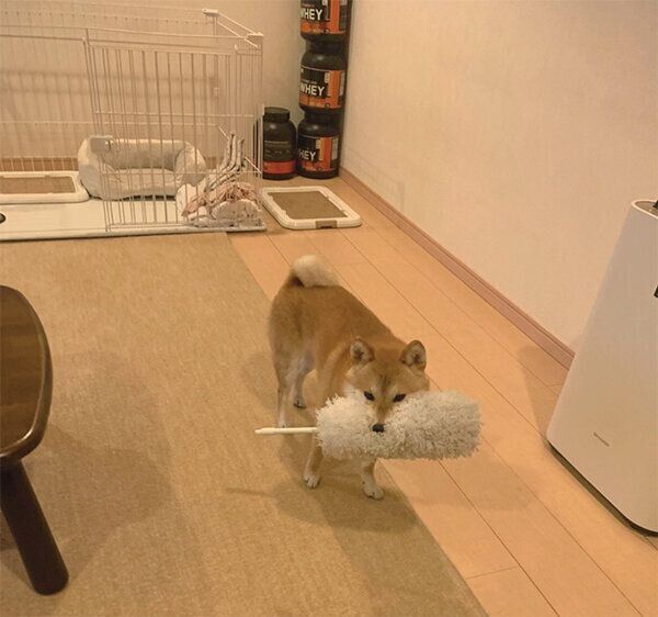 ハンディモップをくわるオイルちゃん