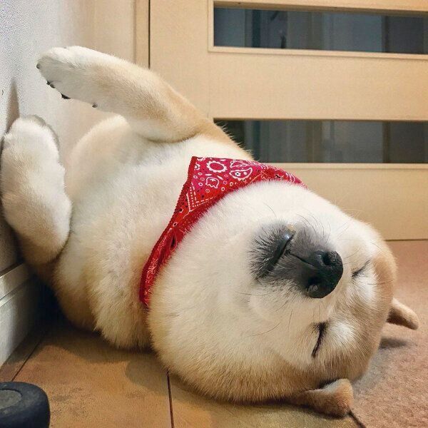 ヘソ天寝するあずきちゃん