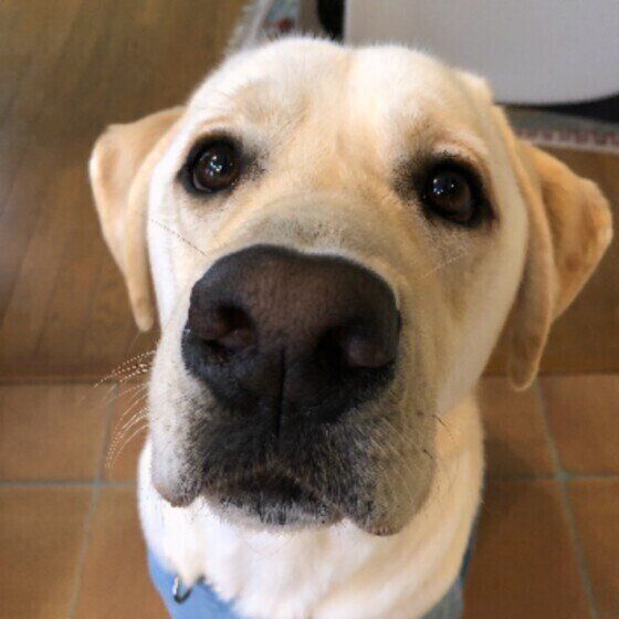 徐々に進行する変形性関節症とは？犬の歩き方に注意！ いぬのきもち