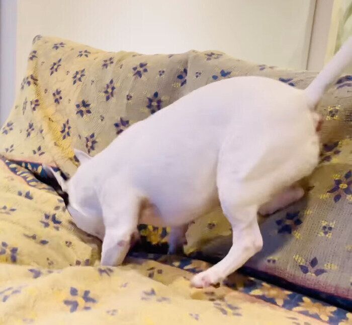 おやつのお芋が食べたくて仕方がないおこめちゃん