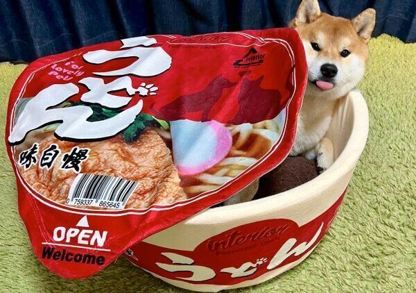 まったりするこむぎくん