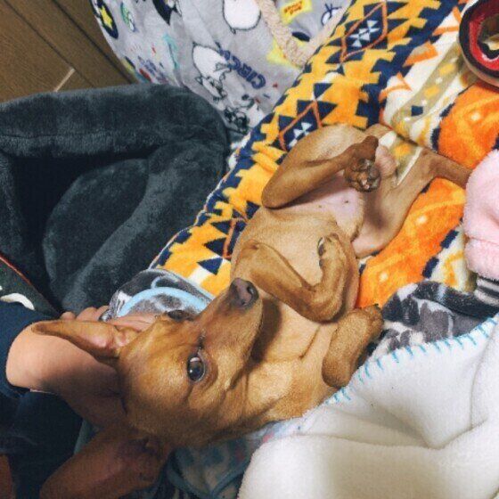 ミニチュア・ピンシャーのバンビくん