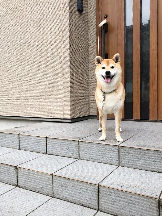 柴犬マロたん 尾てい骨にヒビが入ったママを困らせてみた いぬのきもちweb Magazine