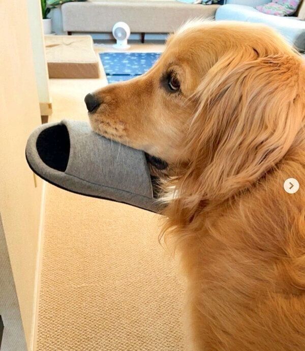 スリッパをくわえるコメちゃん